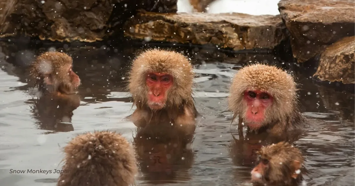 Snow monkeys sitting in the steaming Jigokudani hot spring as snow falls, the winter day trip from Tokyo via Nagano