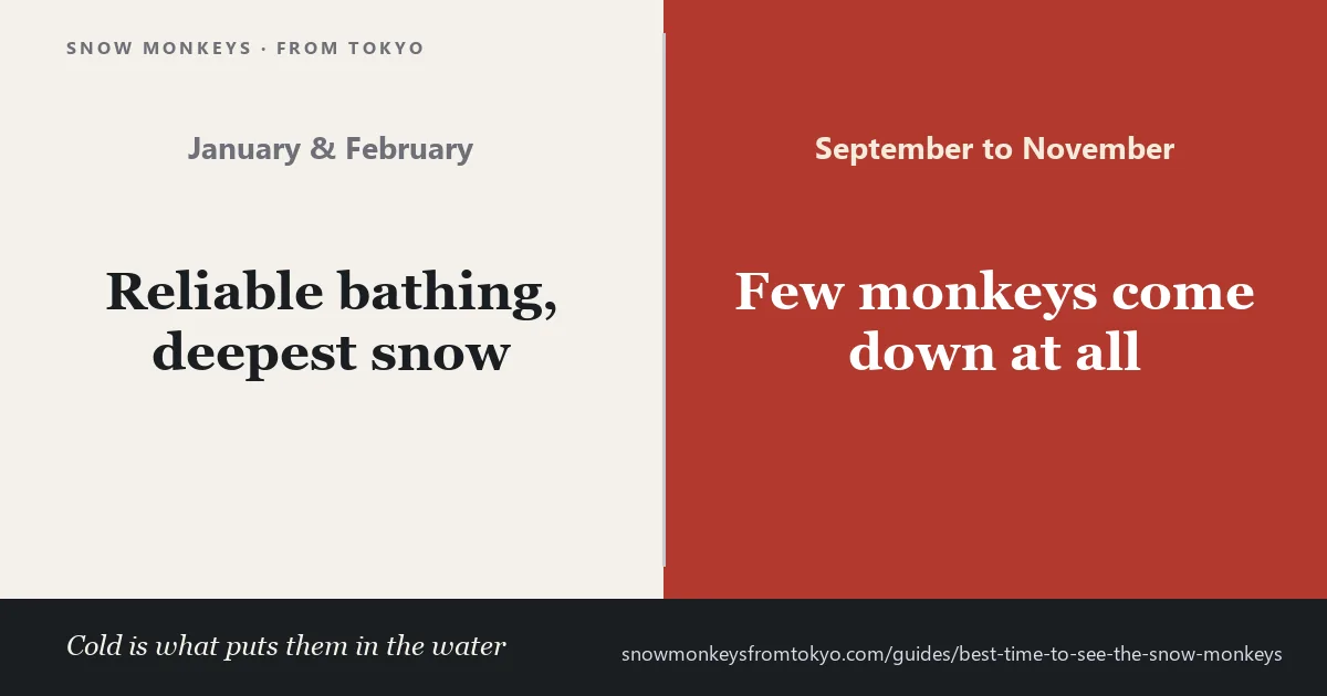Snow monkeys bathing at Jigokudani in deep winter snow