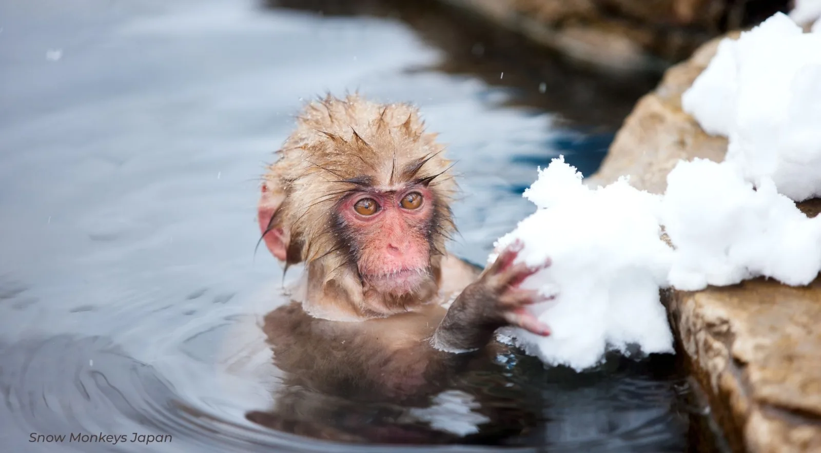 A Japanese macaque sitting chest-deep in the hot spring, reaching out towards a ledge of snow