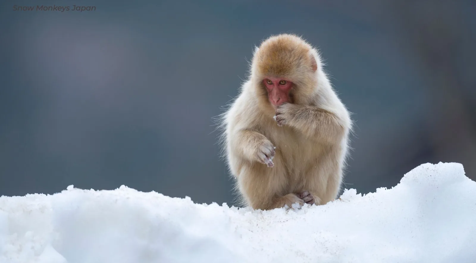 A young macaque standing in deep snow, feeding, against a pale winter sky