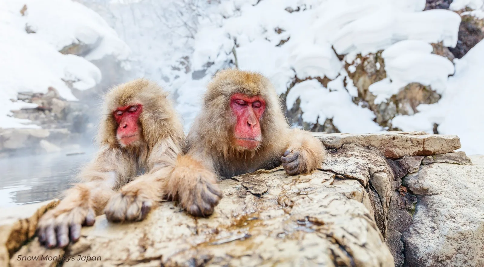 Two macaques resting side by side on a snow-covered rock above the Jigokudani gorge