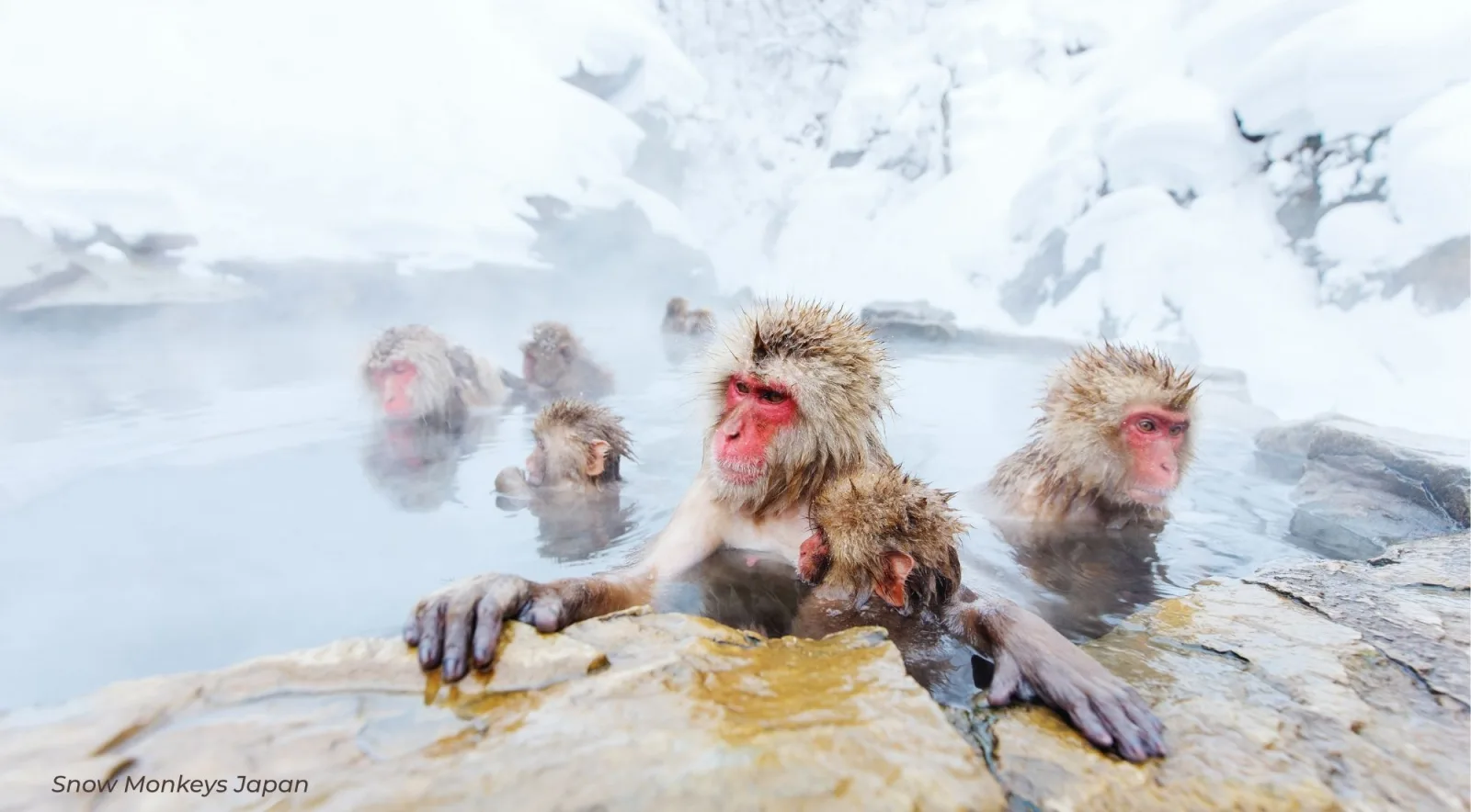A group of macaques in the hot spring pool with deep snow banked above them