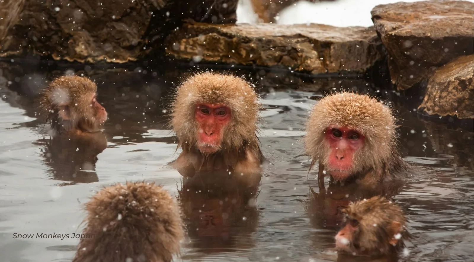 Macaques sitting in the steaming pool as snow falls around them