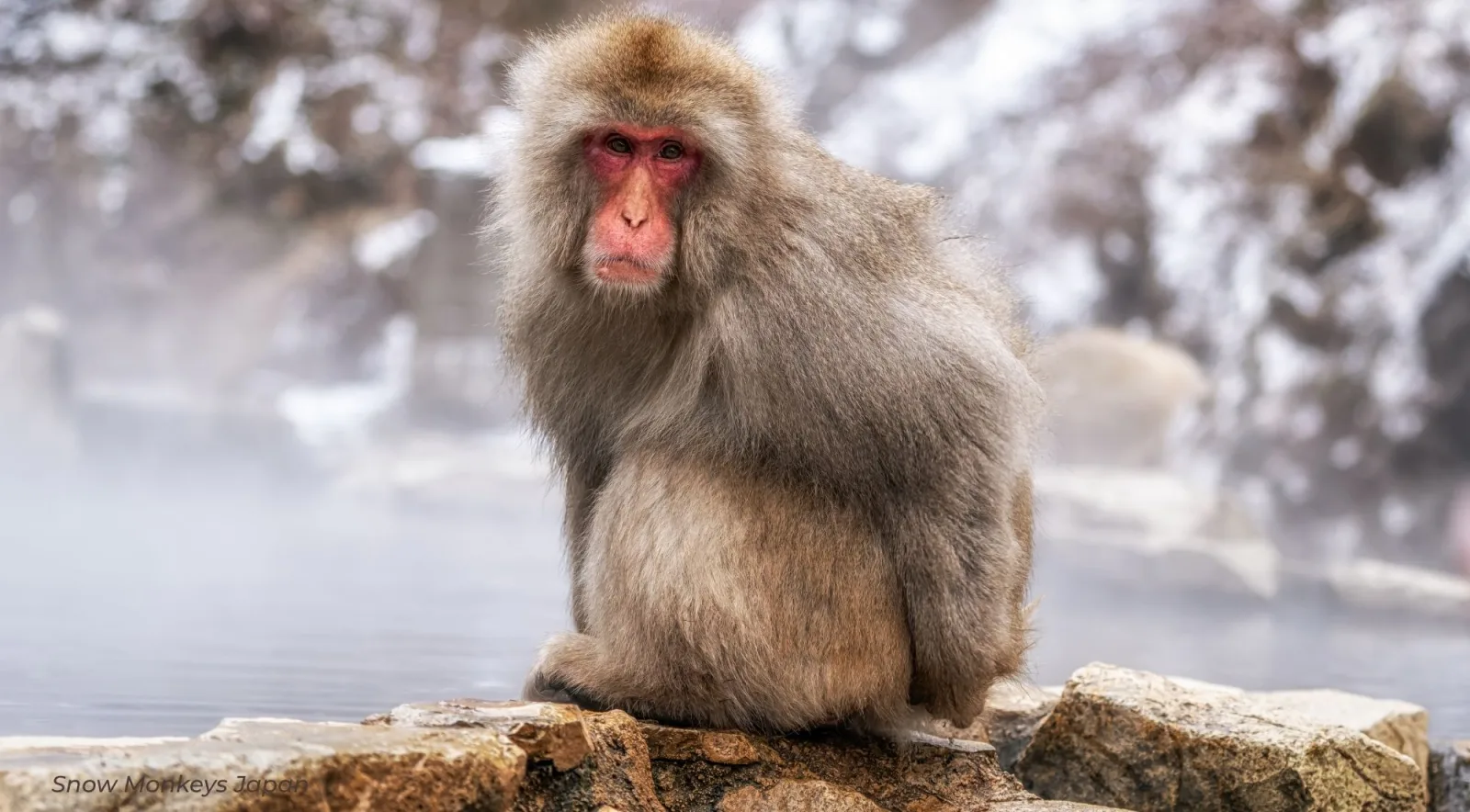 A macaque perched on the rocks at the edge of the pool, steam rising behind it