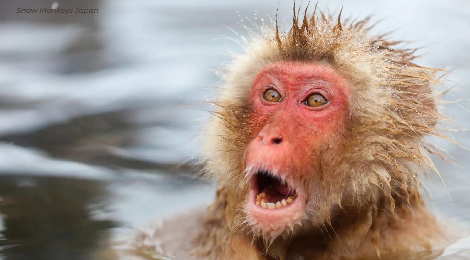 Close-up of a macaque with its mouth open and its fur soaked from the hot spring
