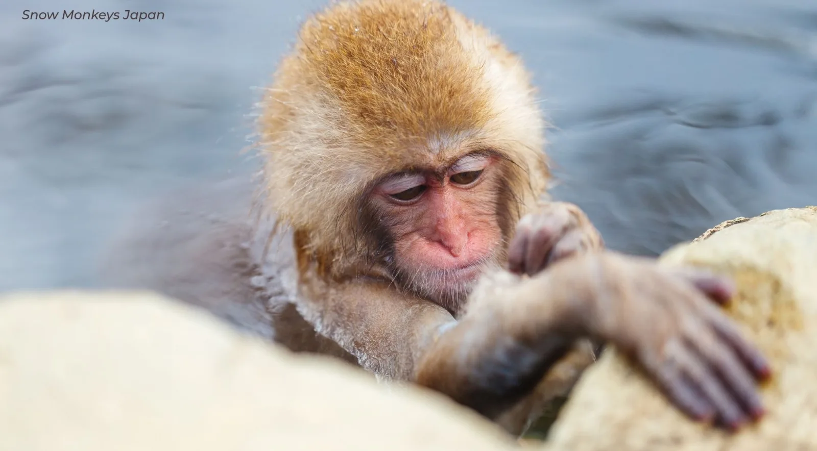 A macaque lying at the water's edge with one hand stretched onto the warm stone