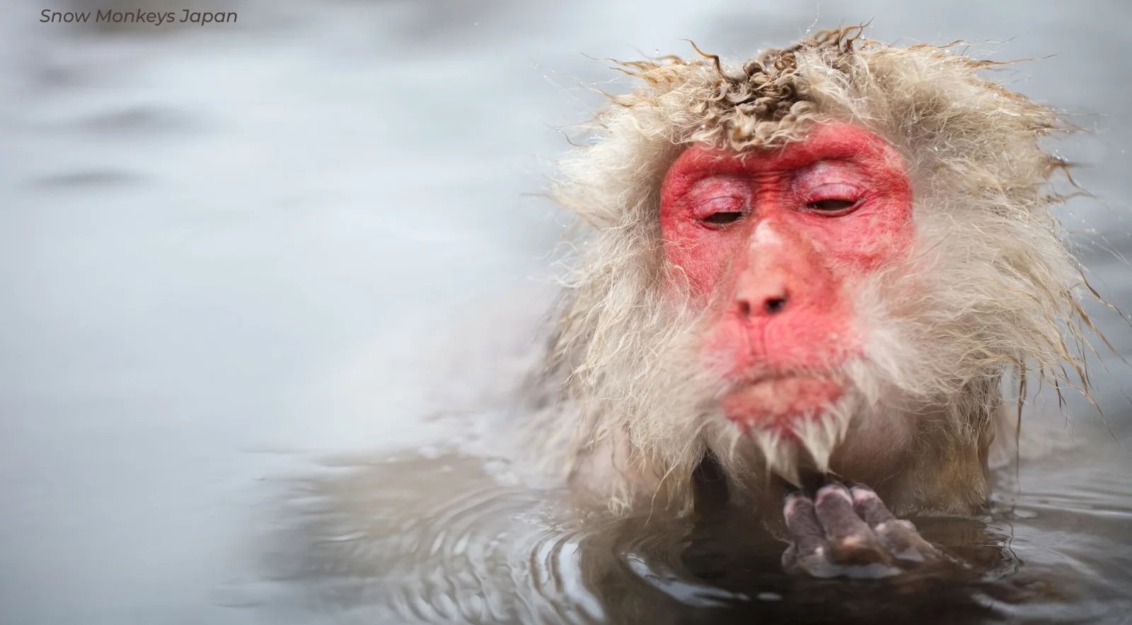 A macaque half-submerged in the pool with its eyes closed and steam across the surface