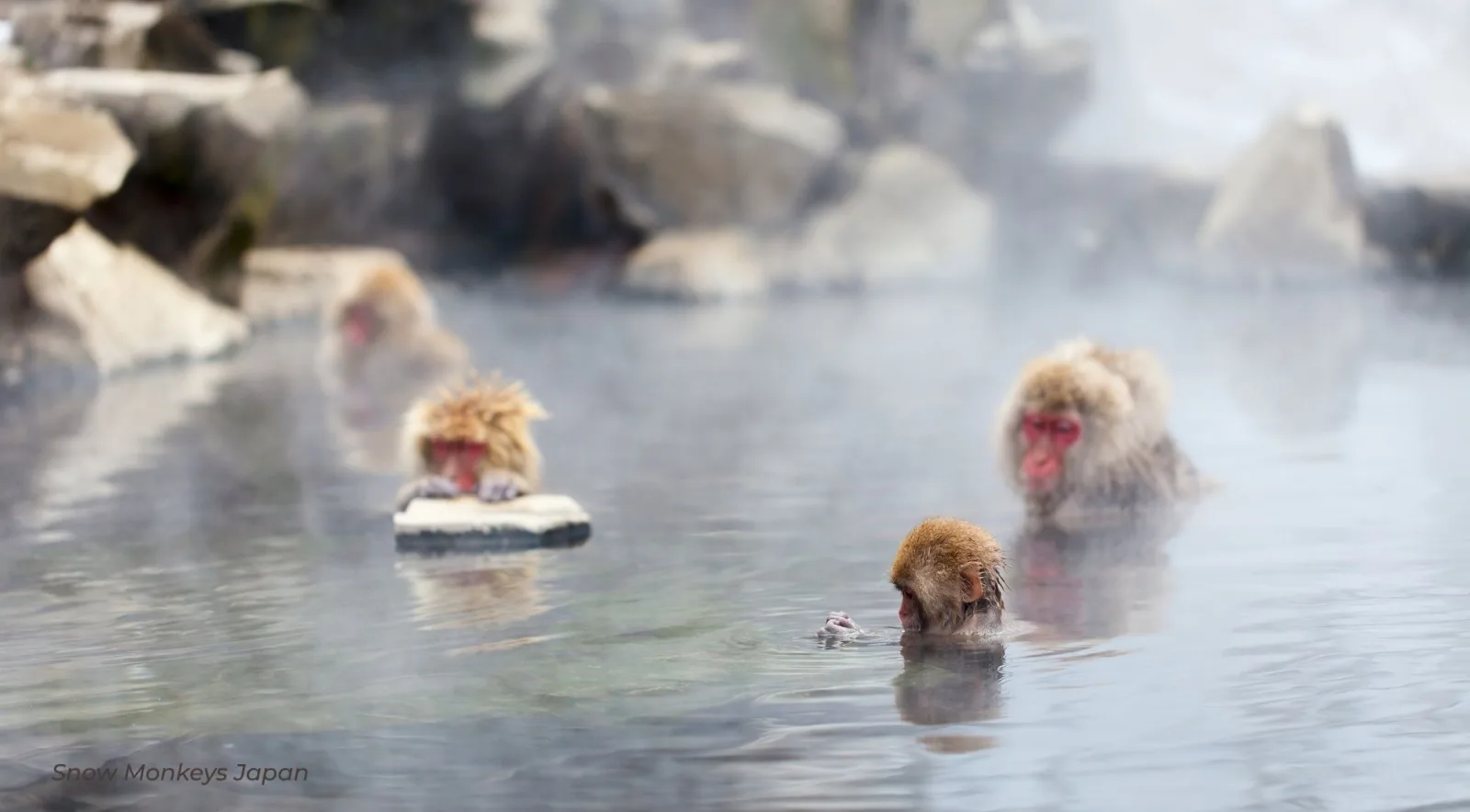 Several macaques swimming across the misty hot spring, one resting on a flat stone