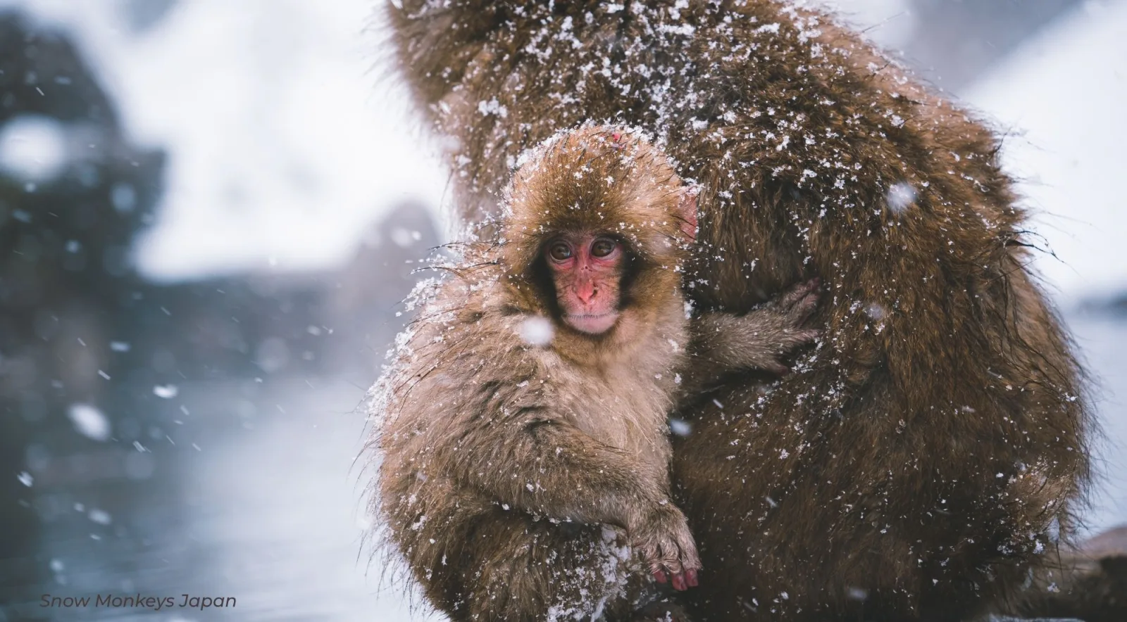 An infant macaque clinging to its mother with snowflakes caught in their fur