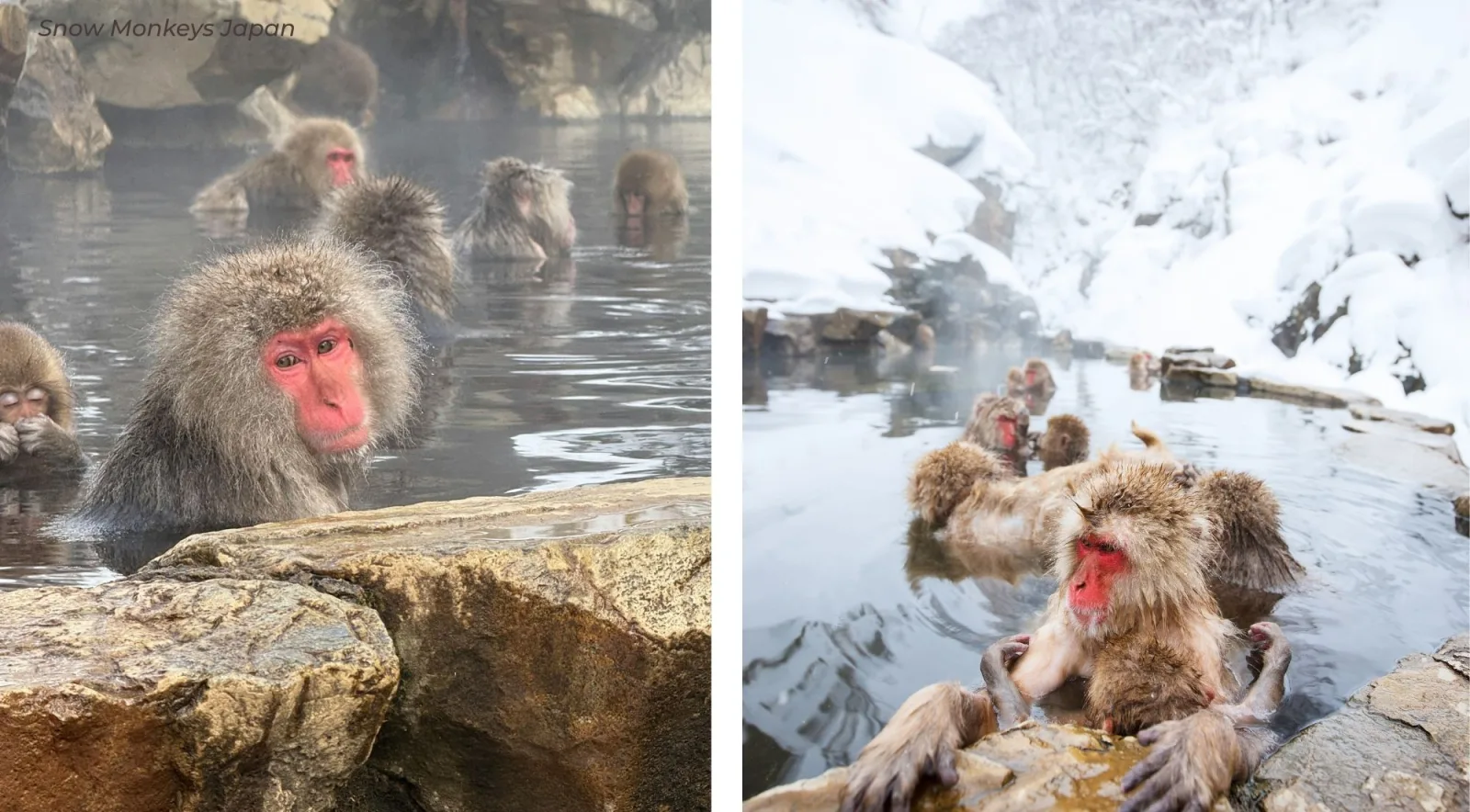Macaques in the steaming pool with one sitting upright on a rock in the foreground