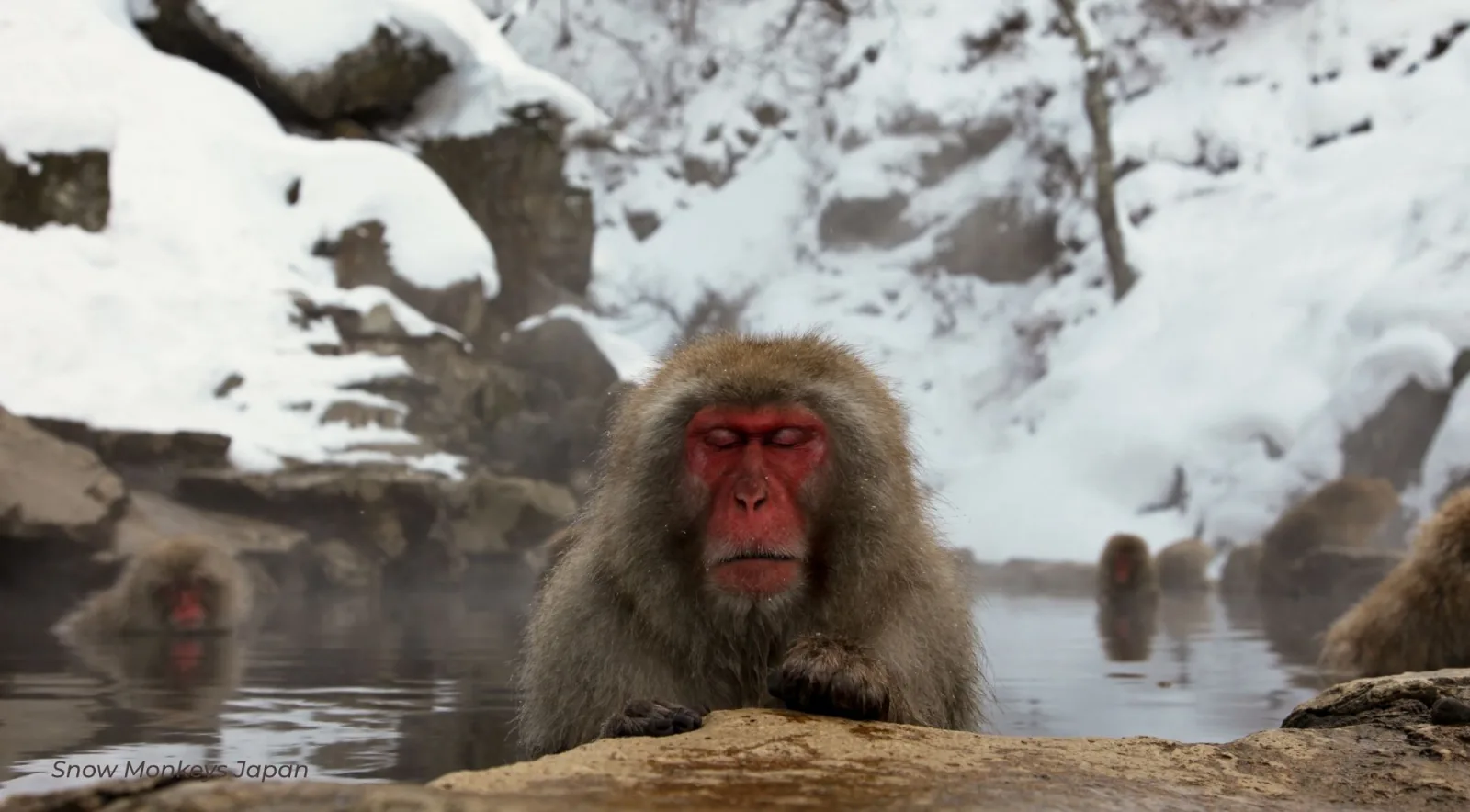 A macaque at the edge of the pool with a deep bank of snow rising behind it