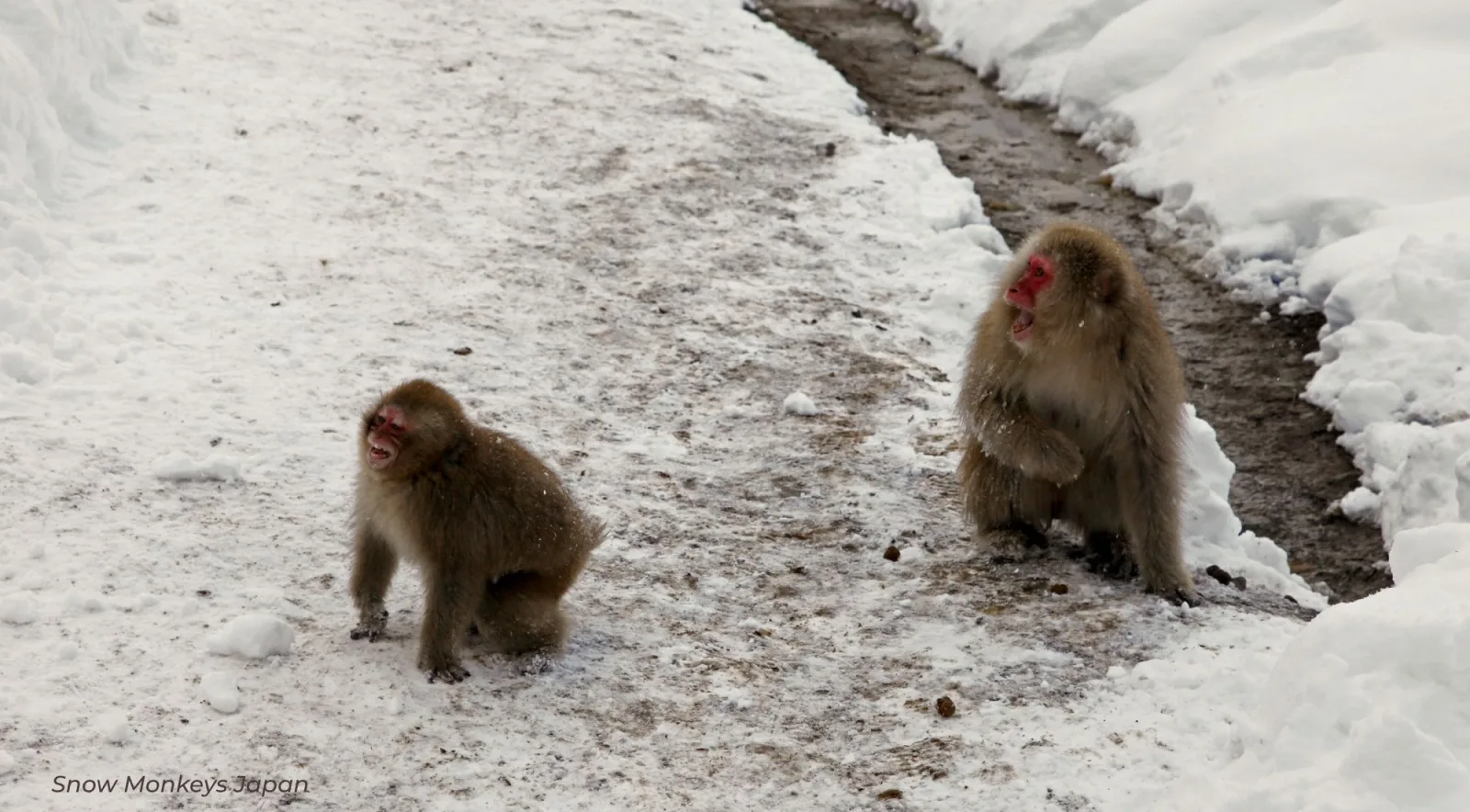 Two macaques crossing the snow-covered path above the hot spring