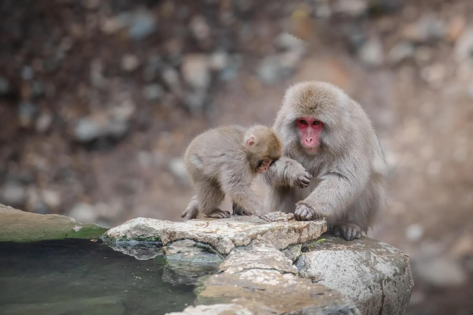 Two snow monkeys grooming on the rocks beside the Jigokudani hot spring