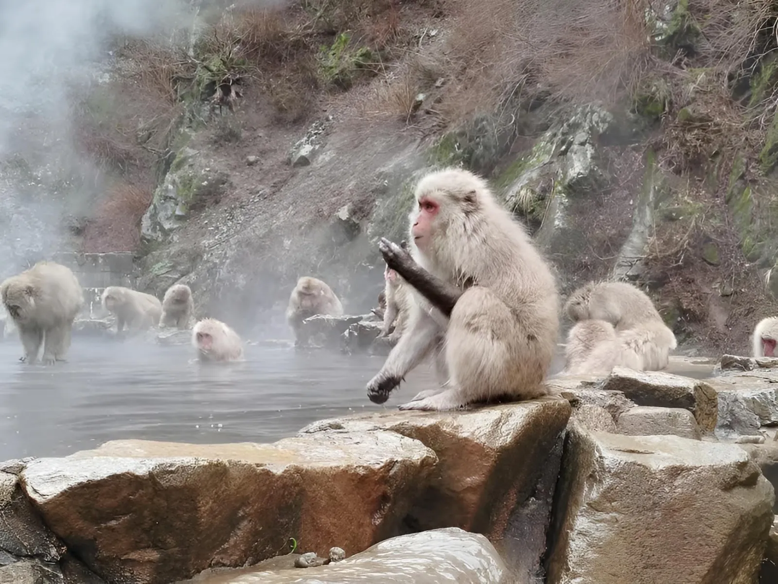 Macaques bathing in the steaming pool at Jigokudani Monkey Park
