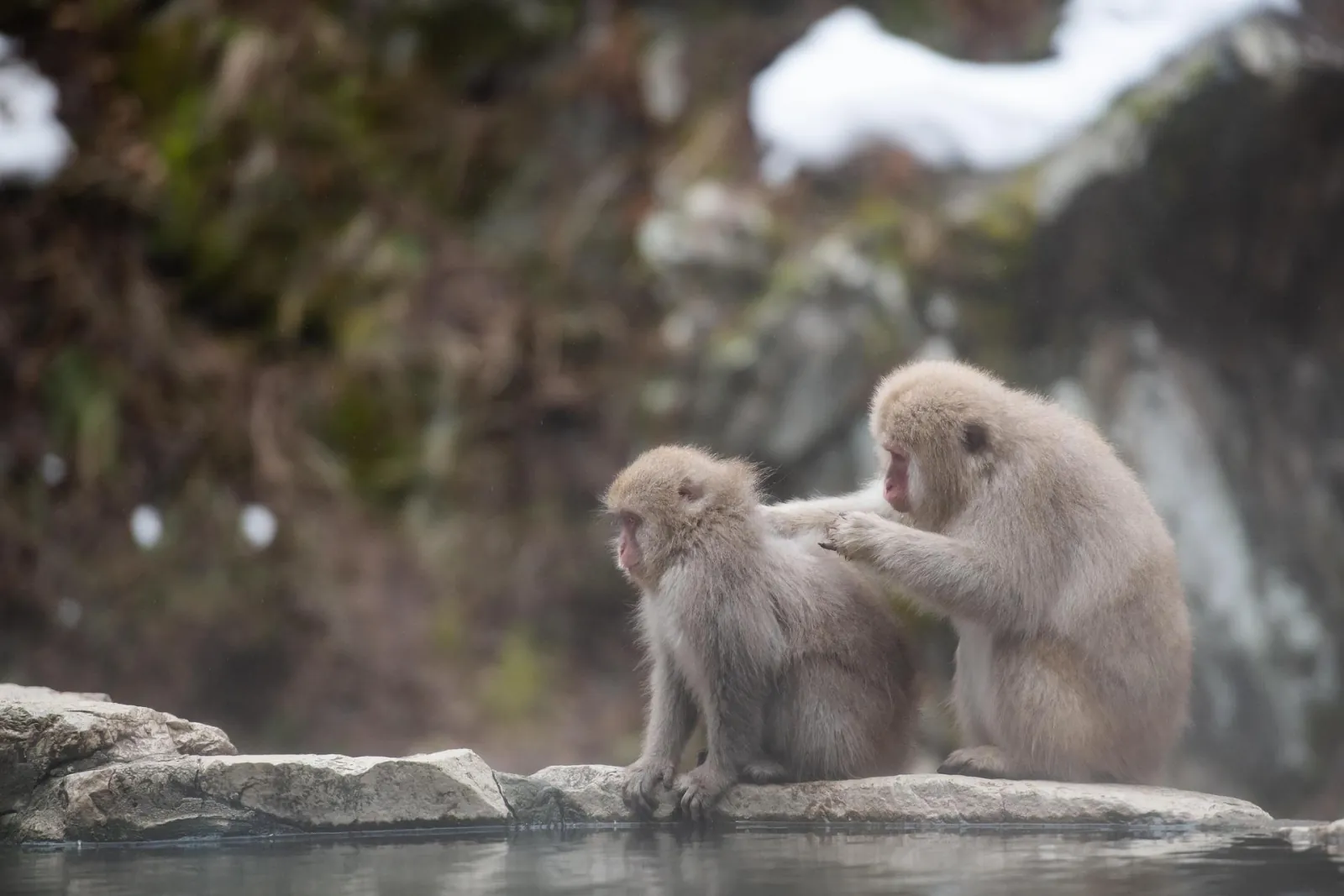 A snow monkey grooming another on a snow-covered rock at the park