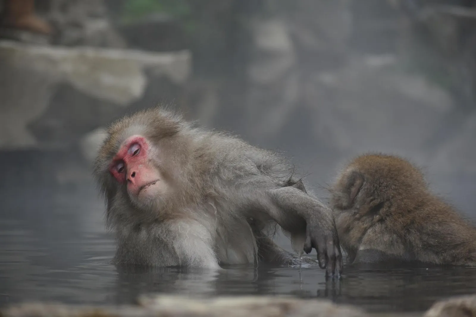 Snow monkeys shoulder-deep in the hot spring with snow on the bank
