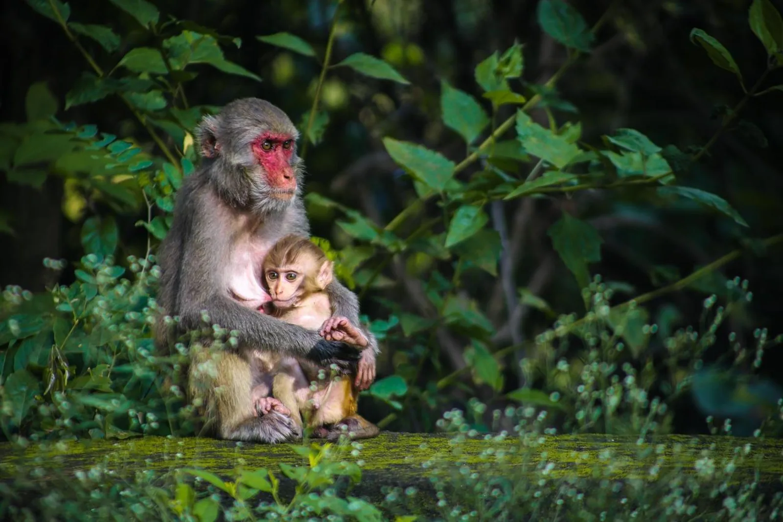 Tokyo: Private Snow Monkey Park & Nagano Scenic Day Trip