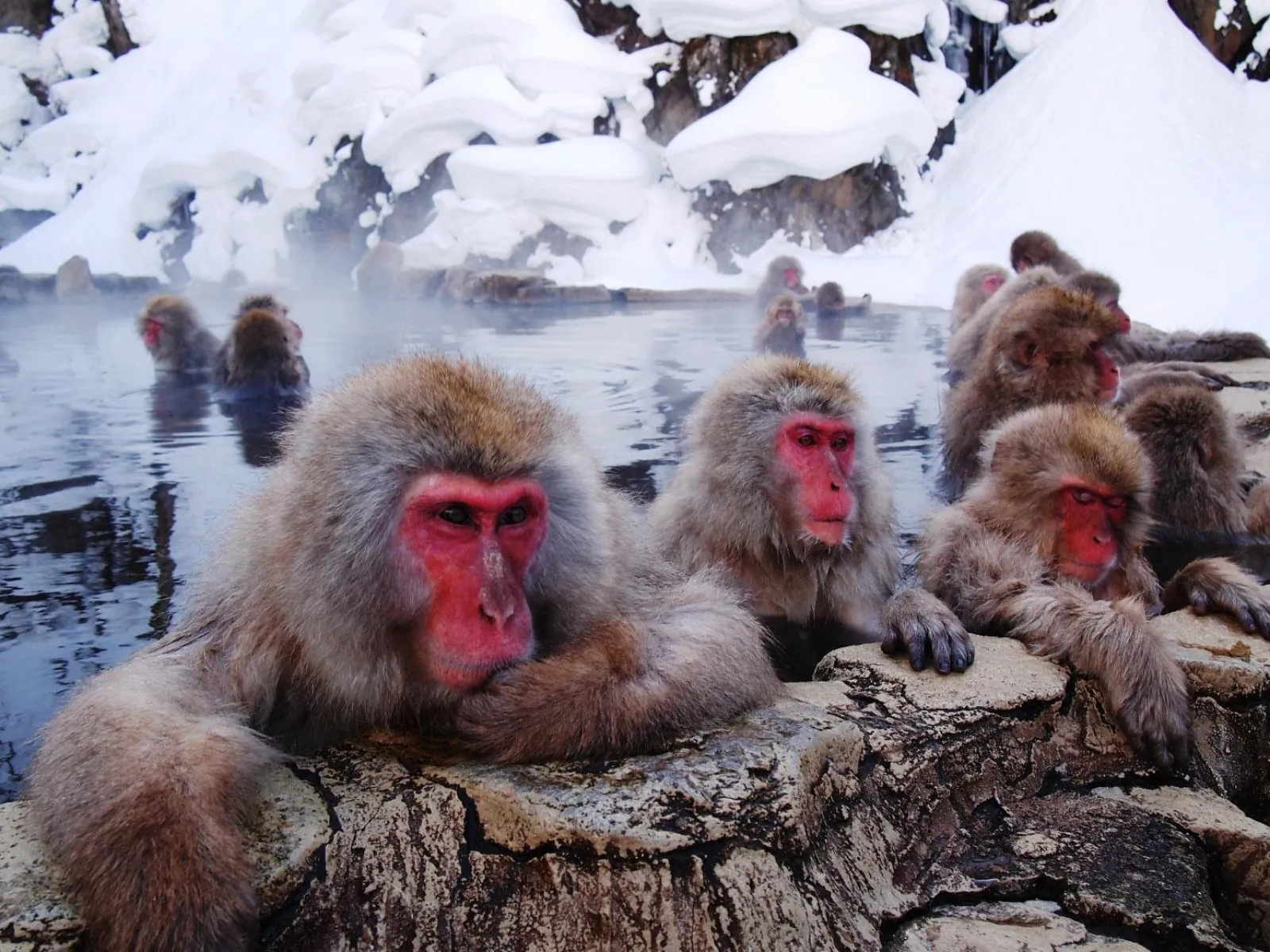 Macaques in the steaming Jigokudani pool beneath snowy rocks