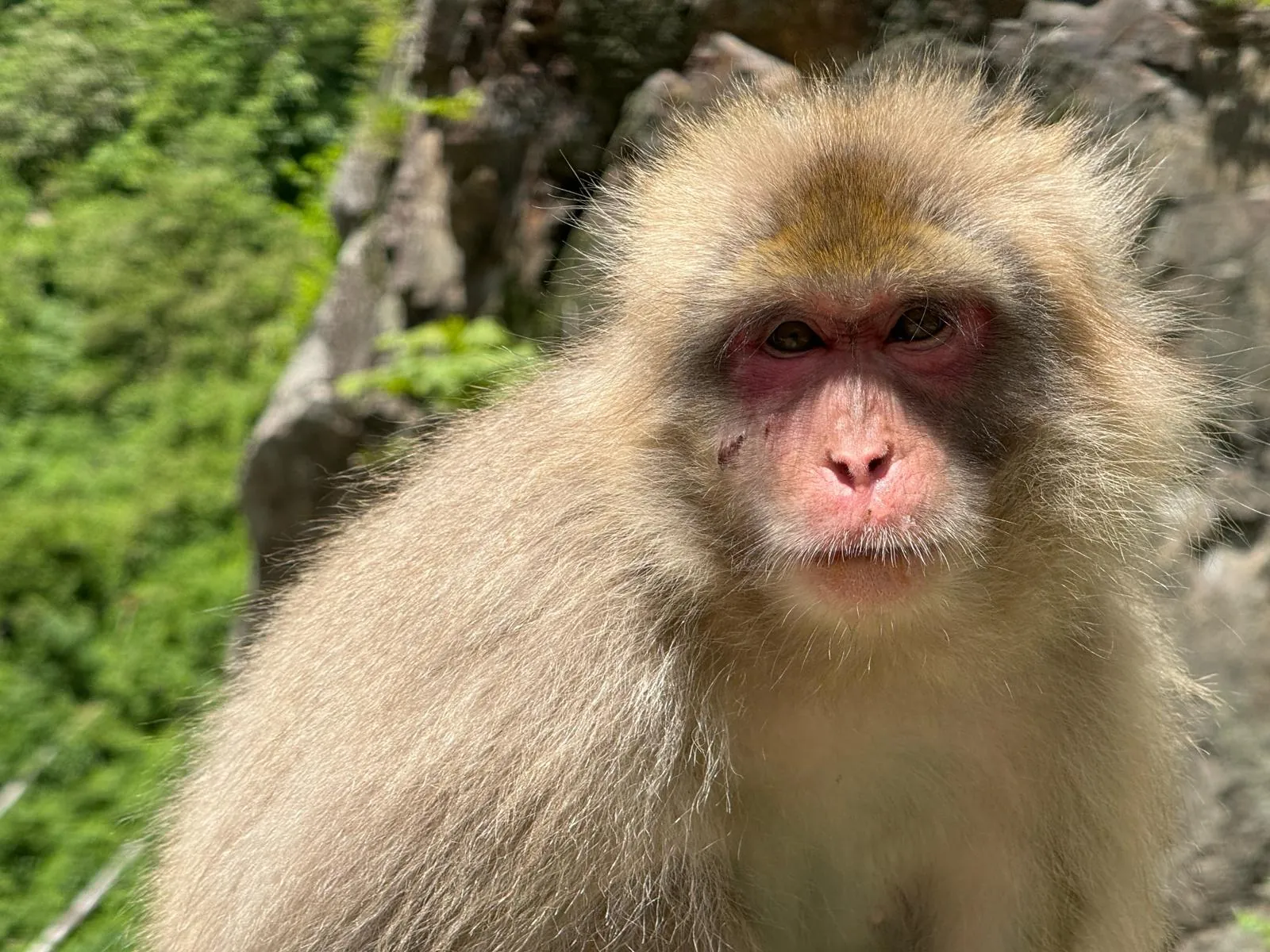 Close-up of a Japanese macaque in the forest above the park