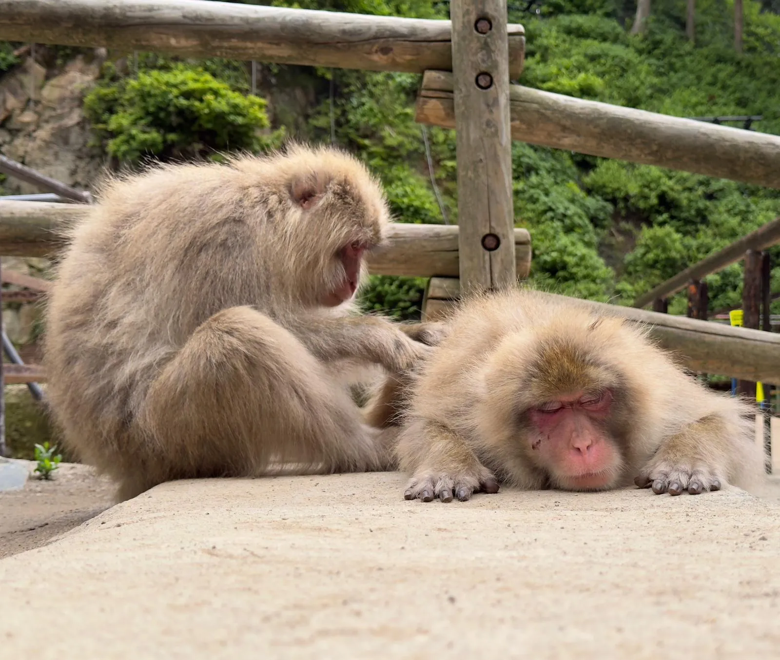 Two macaques resting on the path beside the monkey park