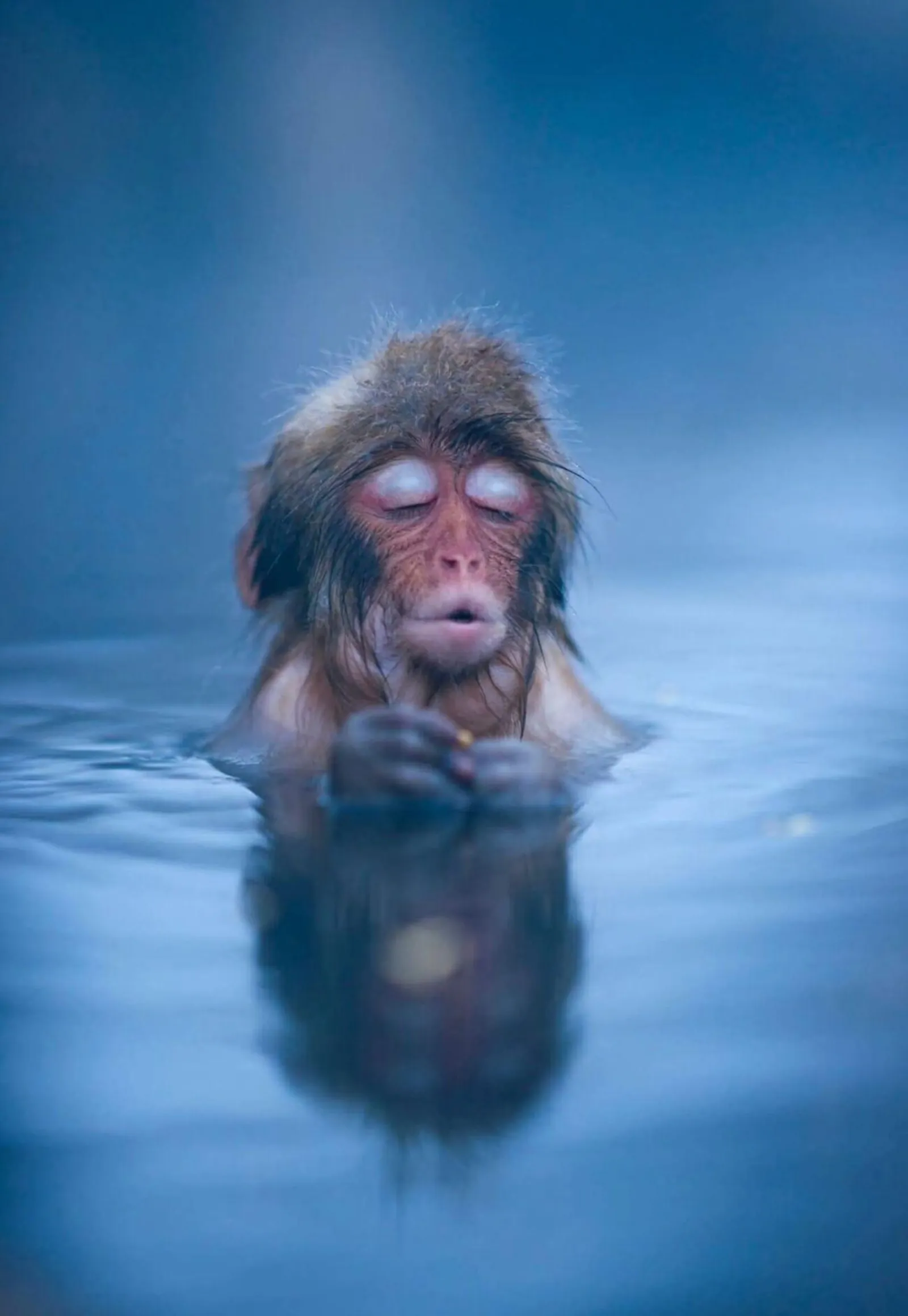 A snow monkey neck-deep in the hot spring with its eyes closed