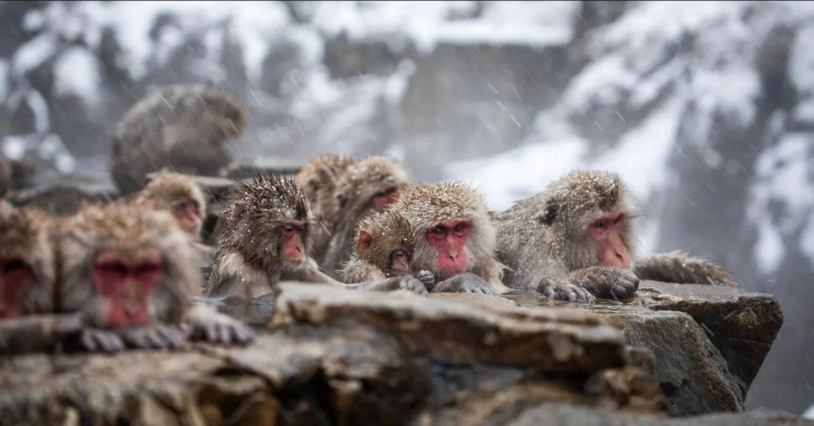 A row of macaques along the rocks above the steaming water