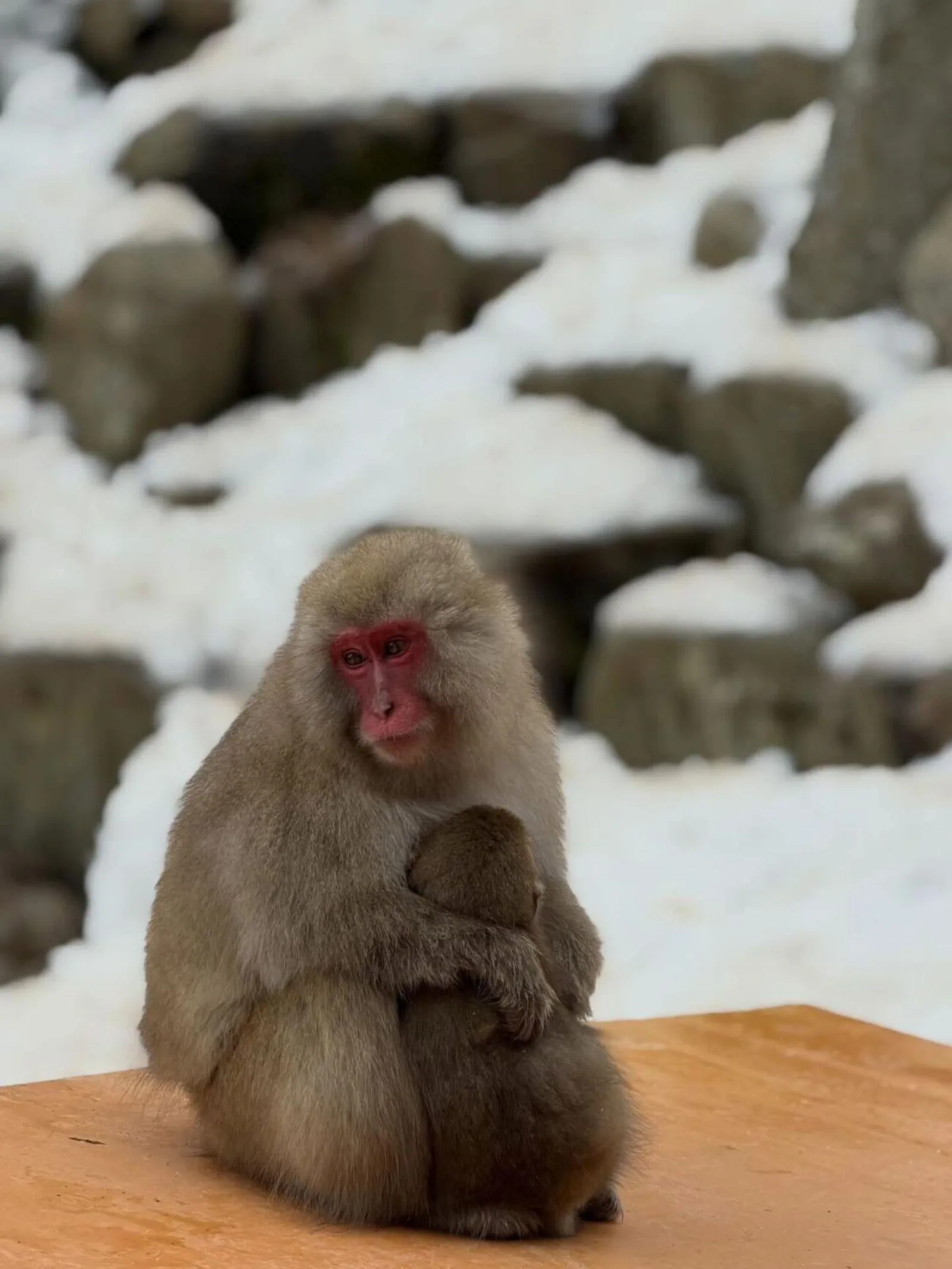 Tokyo: Nagano Day Trip with Snow Monkey Park & Temple.