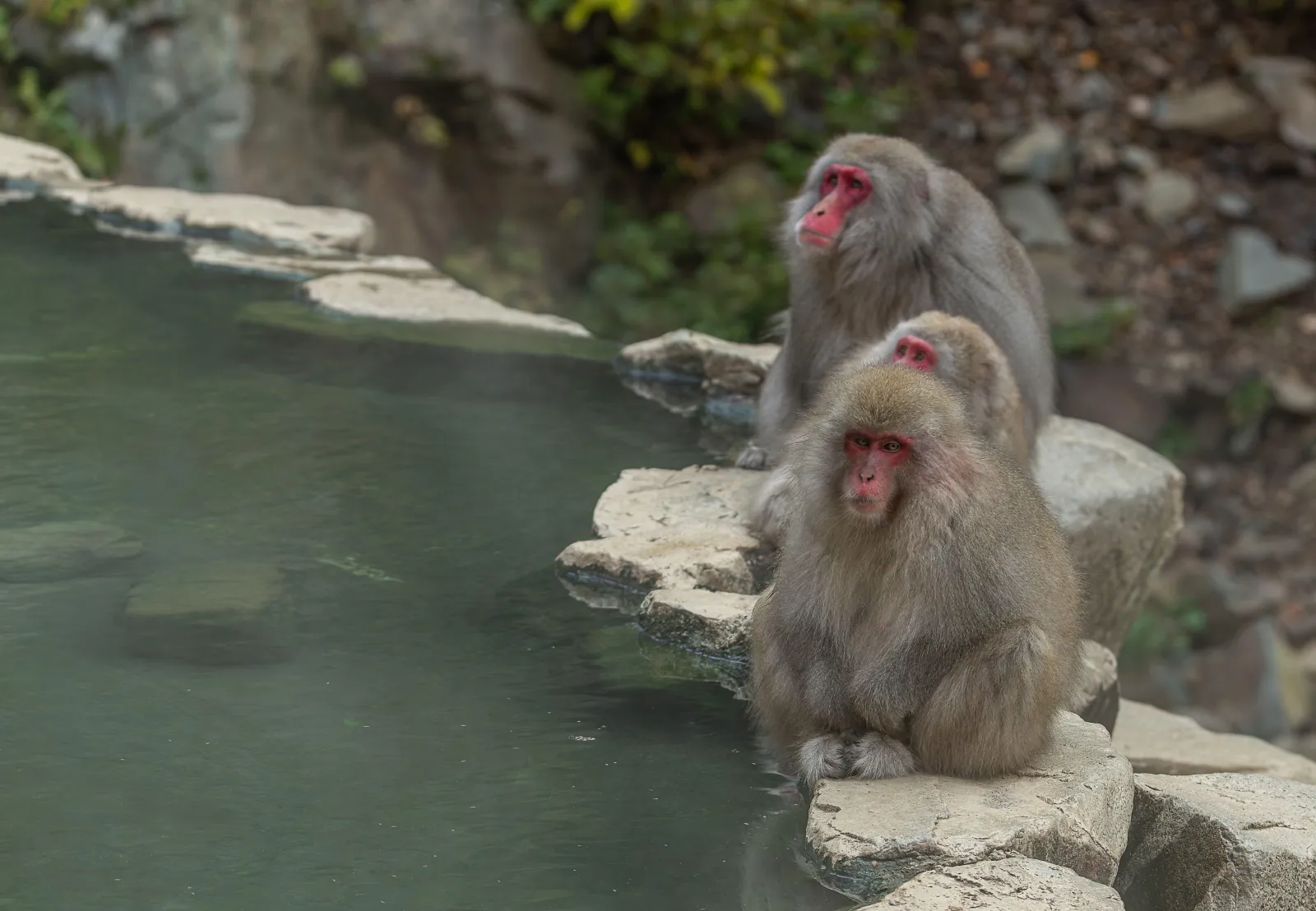 Snow monkeys in the hot spring surrounded by snow-covered stones