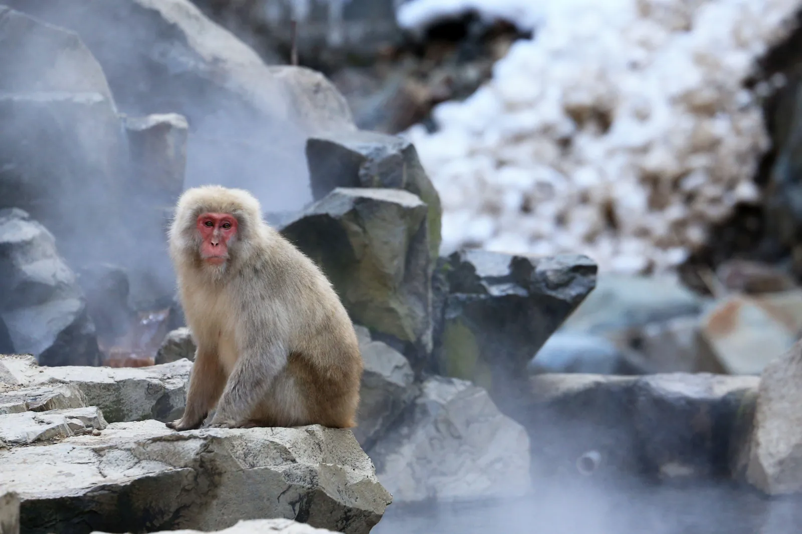A macaque sitting on the rocks above the steaming pool