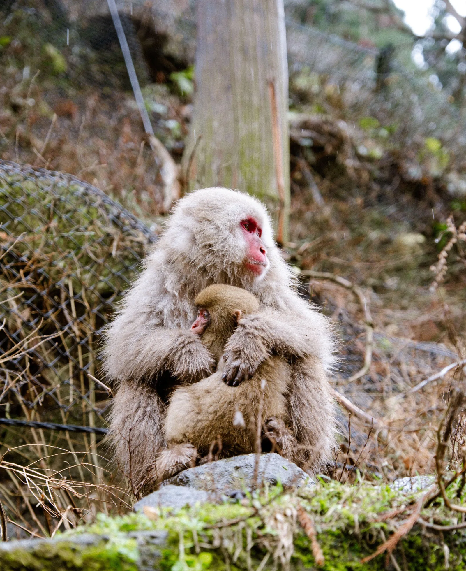 A macaque holding its infant on the forest floor near the park