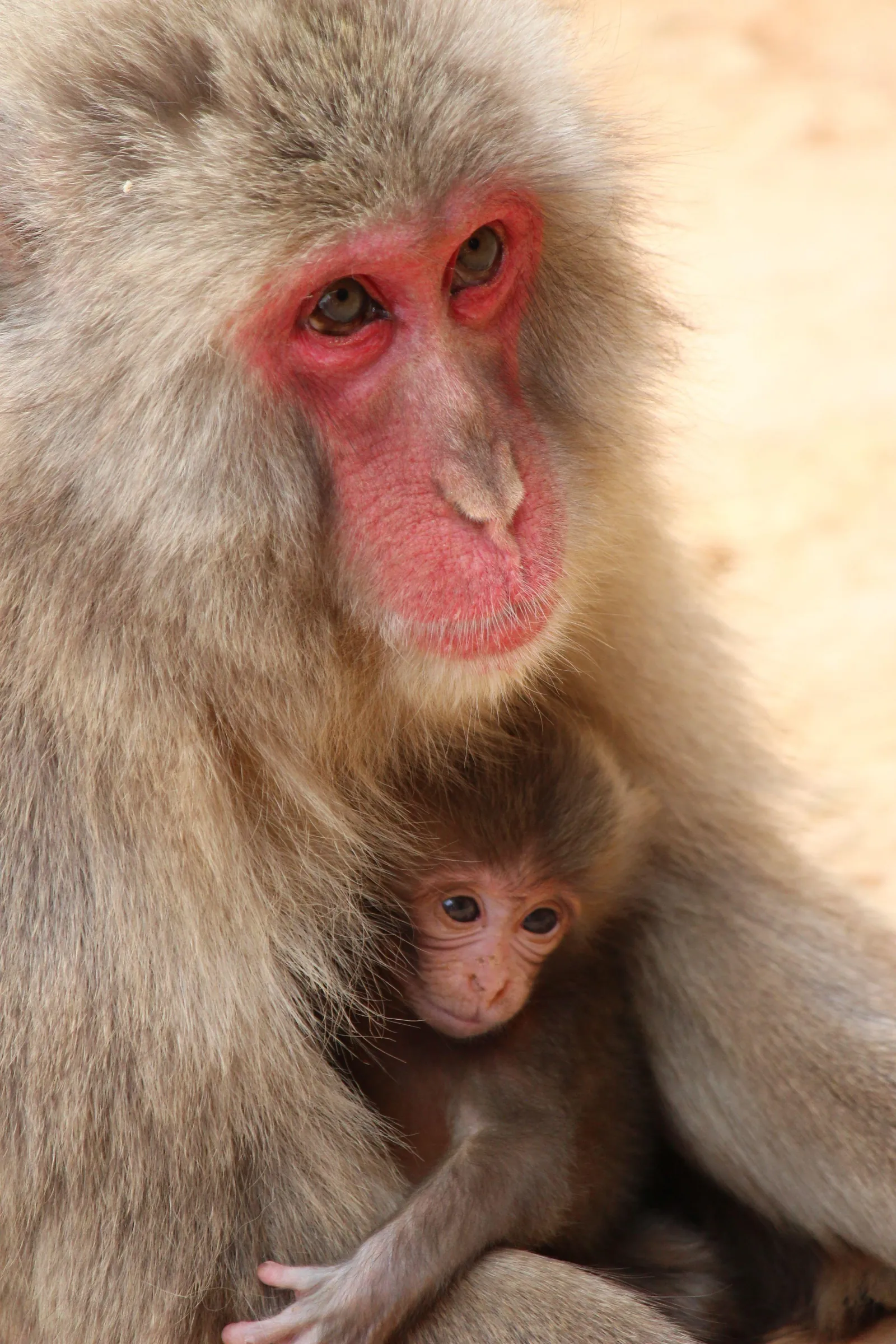 A mother macaque cradling her infant against the rock face