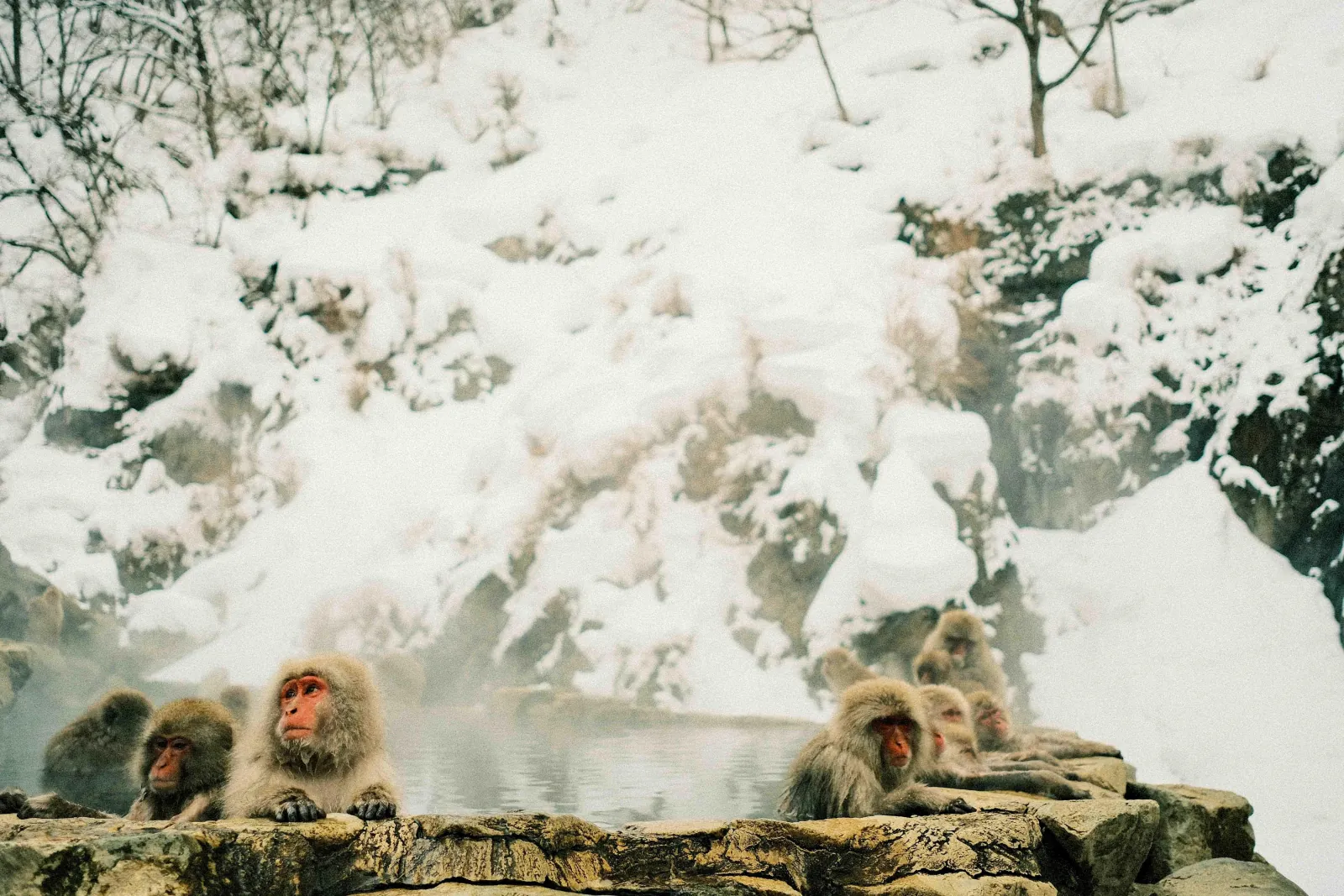 Snow monkeys crossing a deep snowfield above the valley