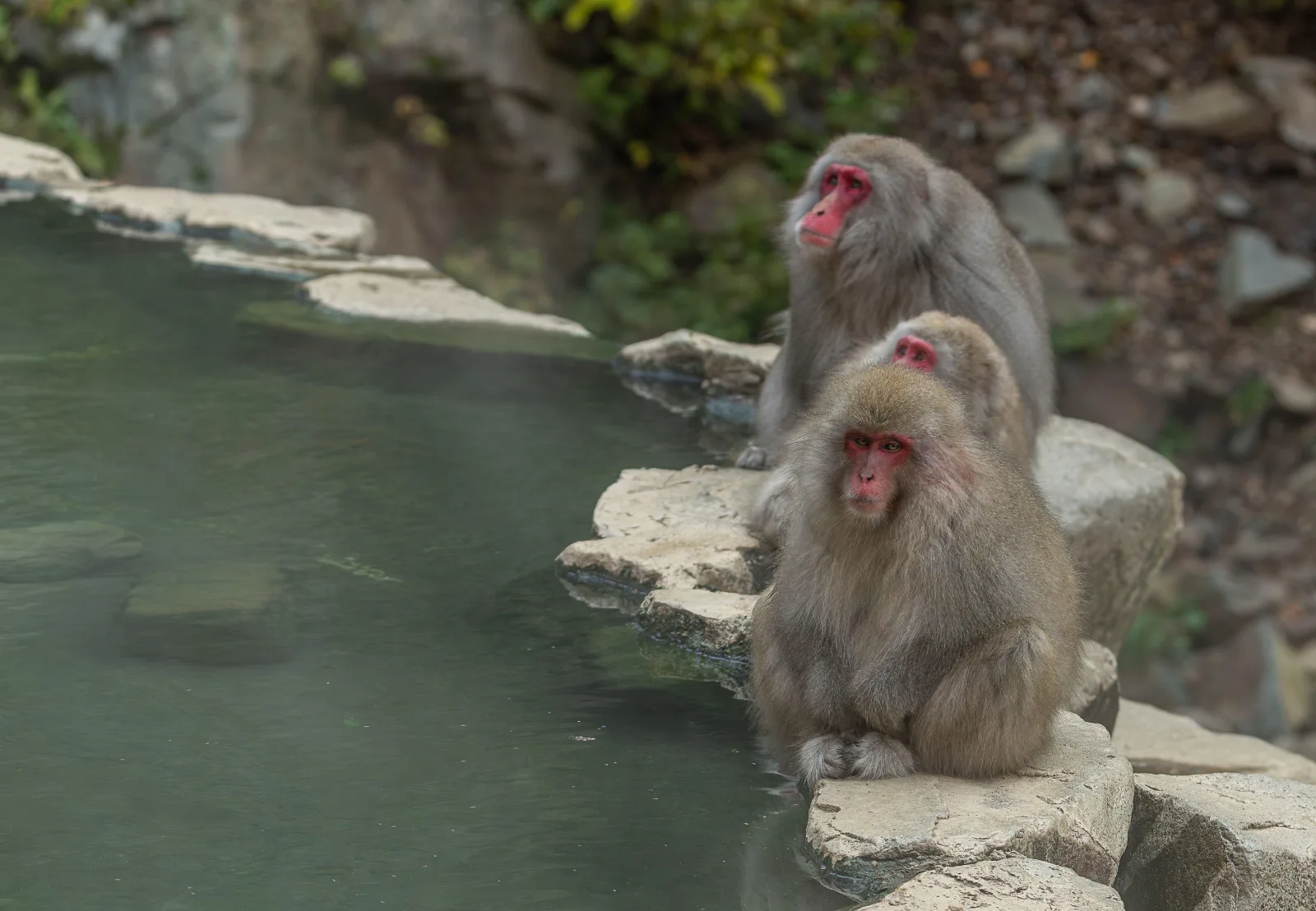 Tokyo: Snow Monkey Park Private Tour with English guide