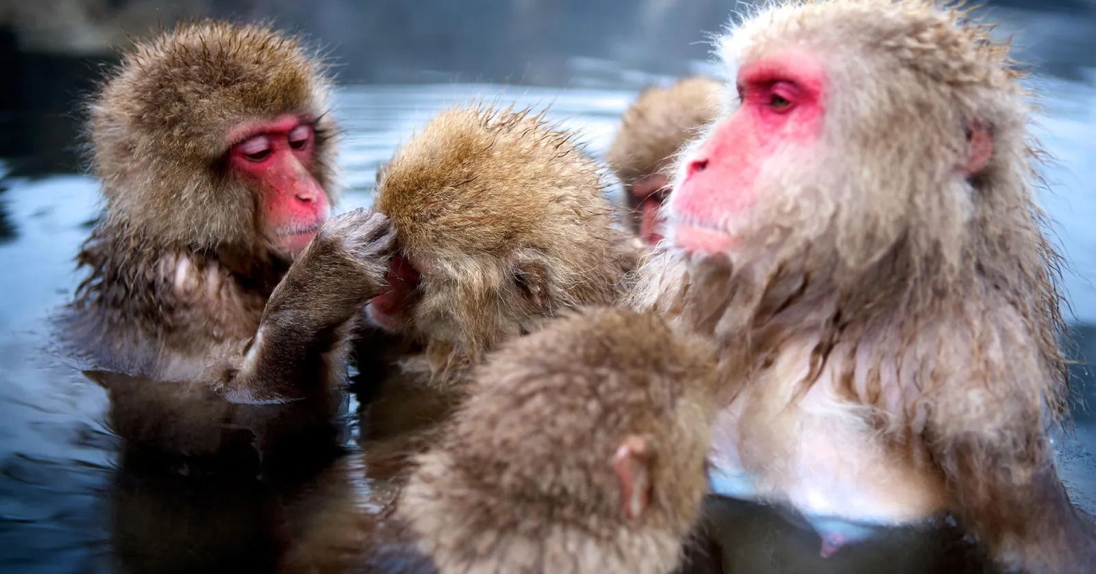 A group of macaques crowded together in the hot spring water