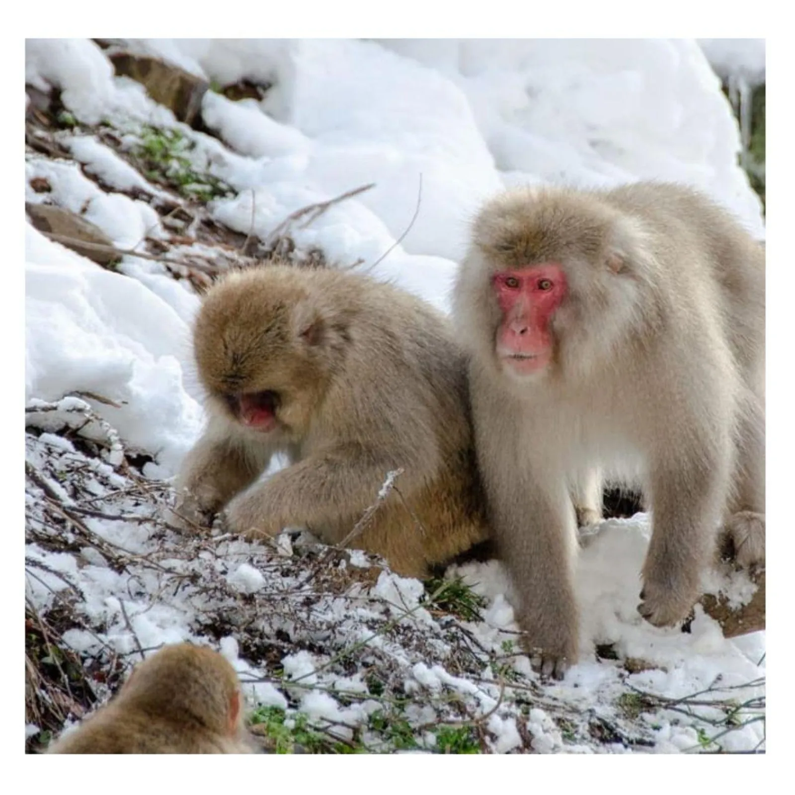 Two macaques foraging on the snow-covered riverbank at Jigokudani