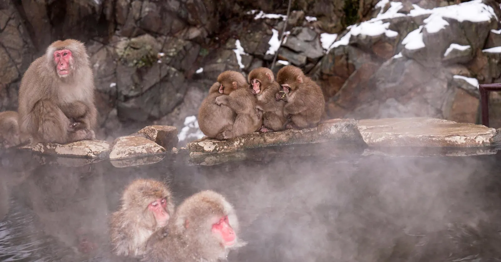 Macaques lining the rim of the hot spring in falling snow
