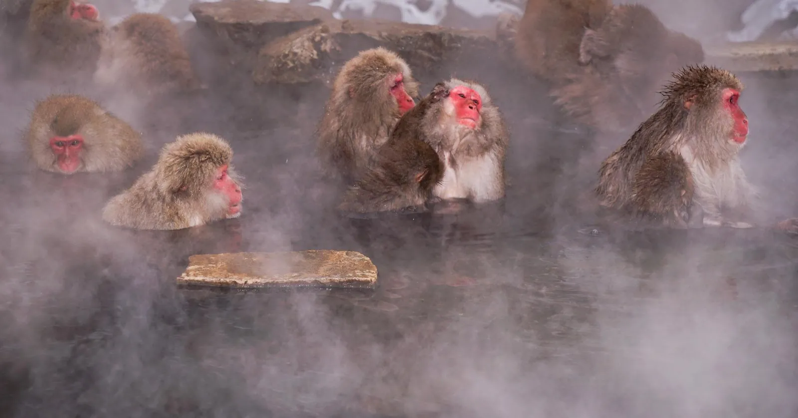 Snow monkeys resting in the steam of the Jigokudani pool