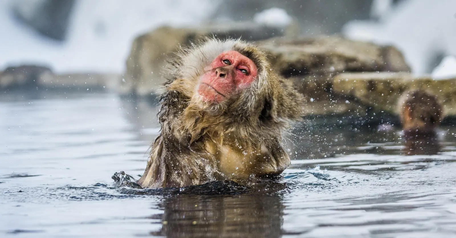 A wet macaque sitting in the hot spring with steam rising behind it