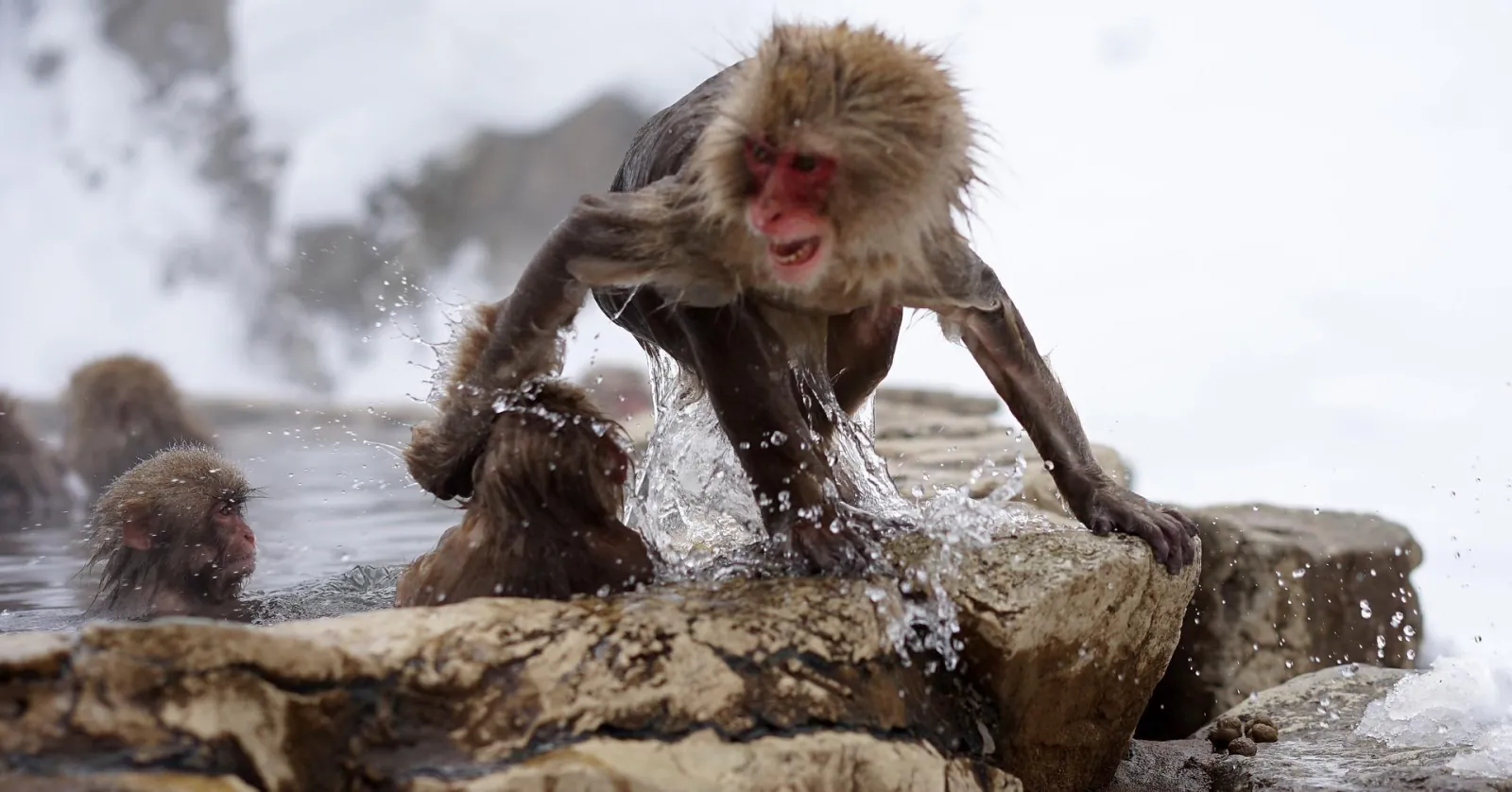 A macaque climbing out of the pool onto the snowy rocks