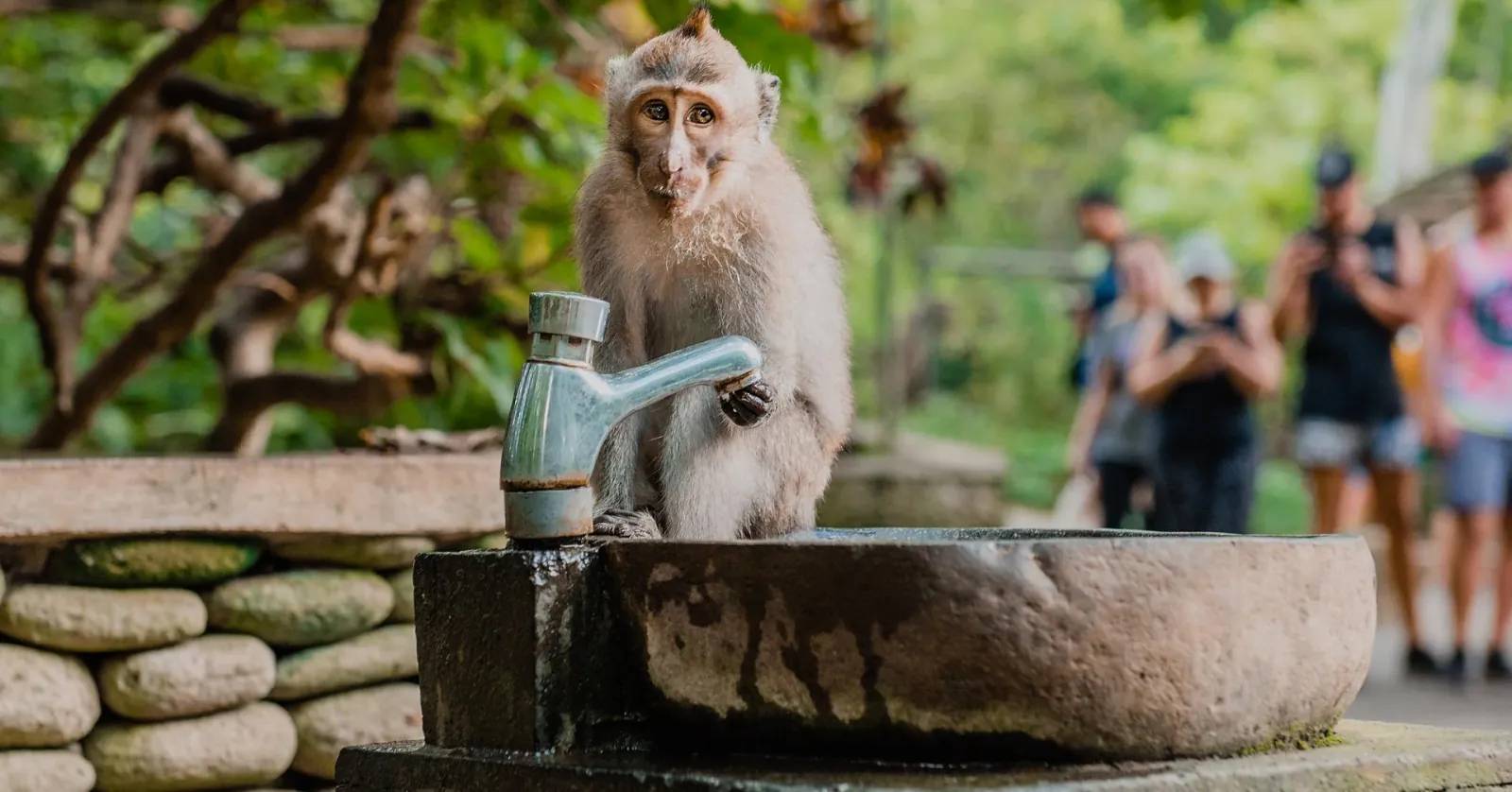 Visitors photographing a macaque beside the park's water spout