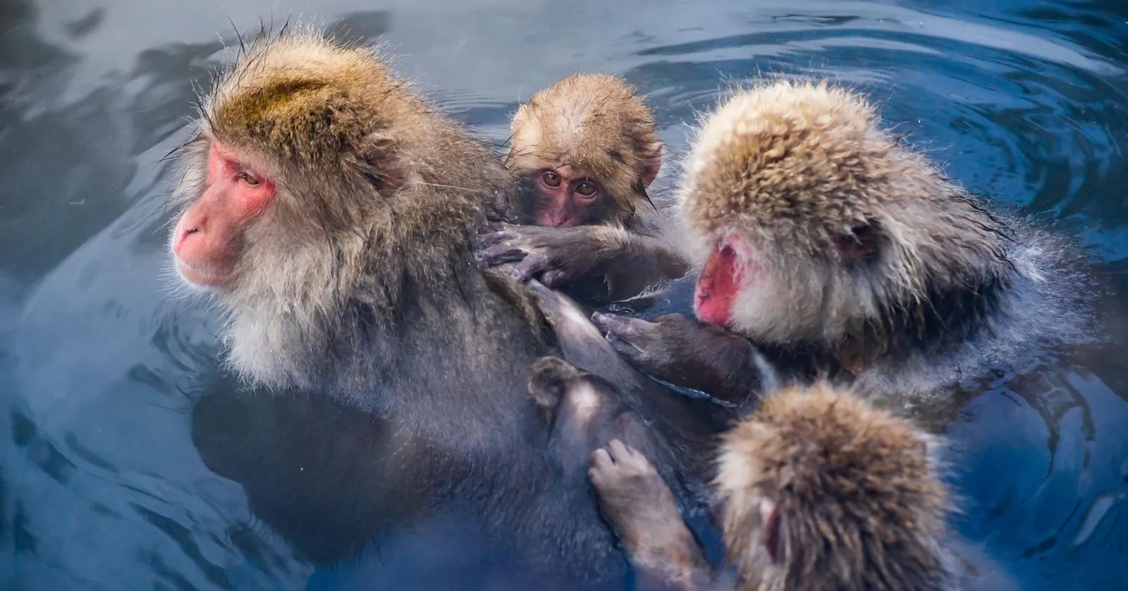 Snow monkeys huddled together in the pool as the light fades