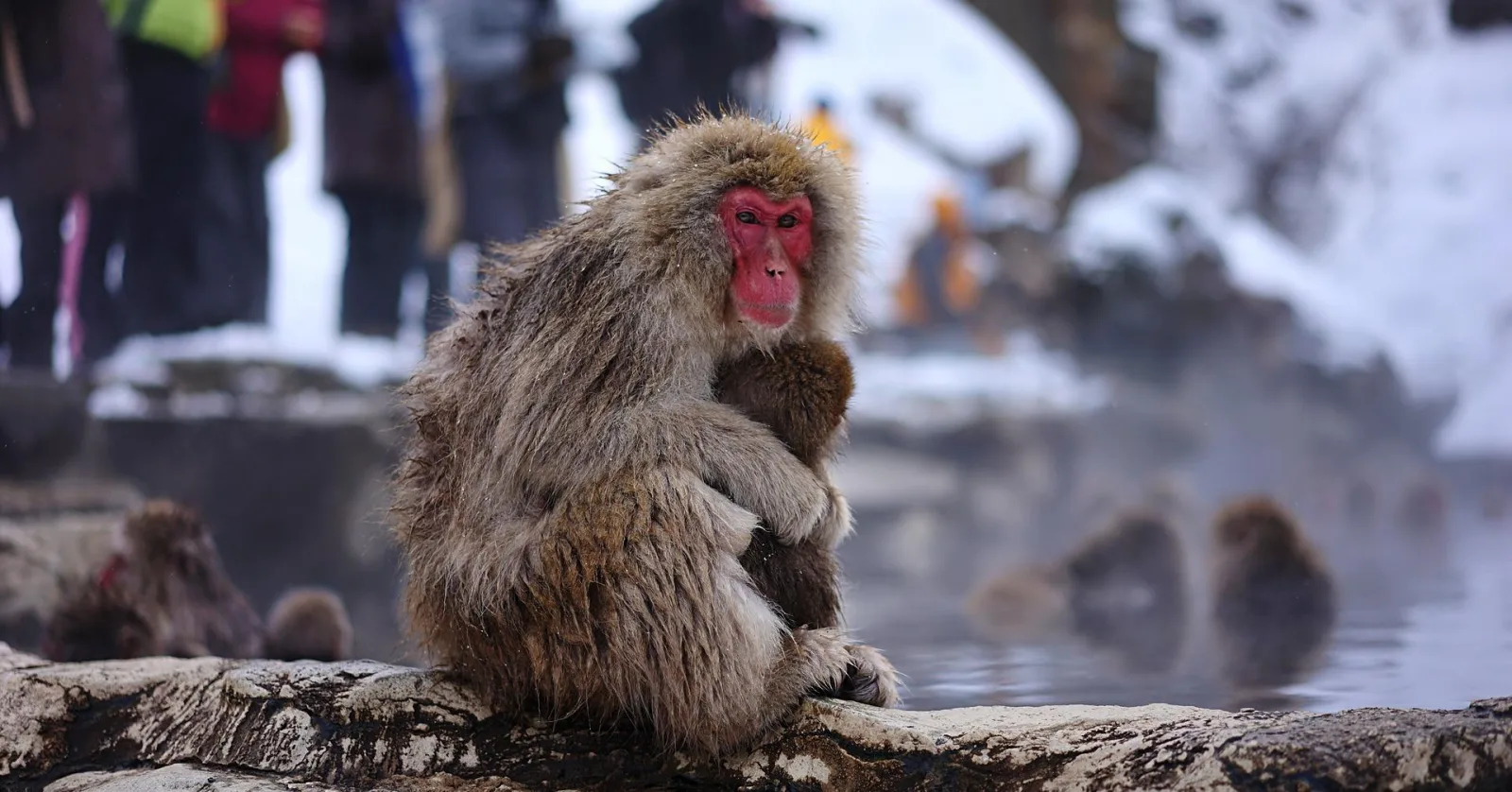 Tokyo: Nagano Snow Monkey and Zenkoji Temple Private Tour