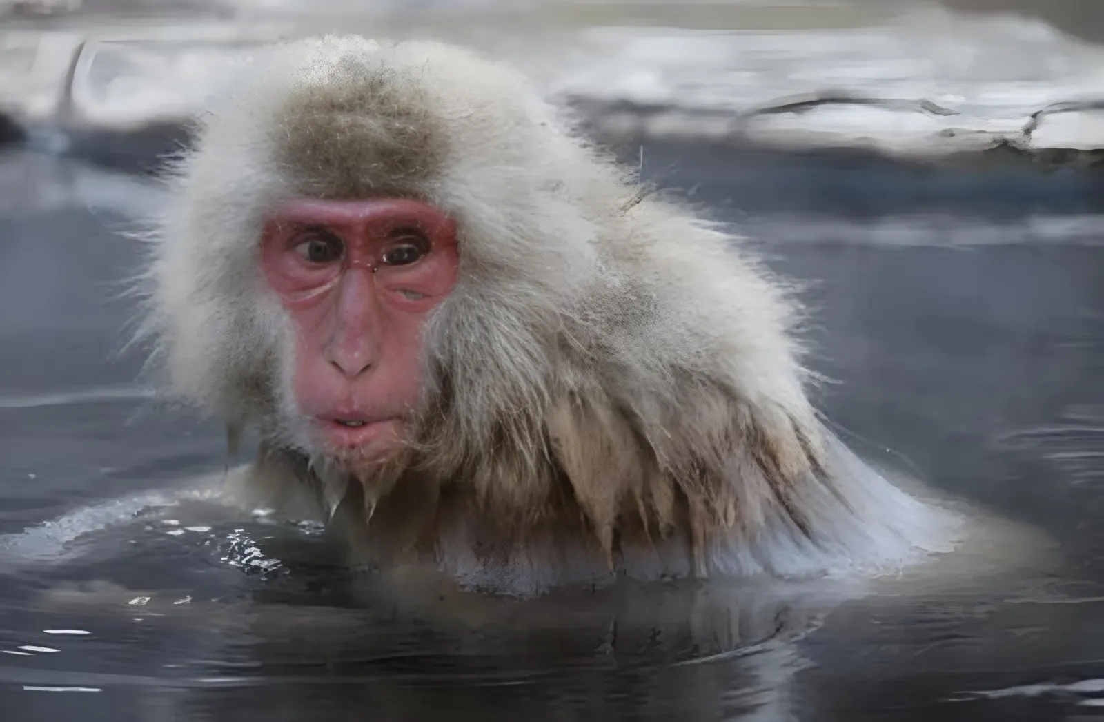 Close-up of a macaque bathing in the hot spring