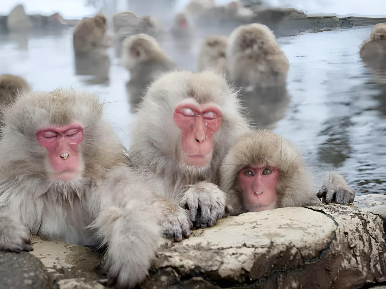 From Tokyo: Private Day Trip to Snow Monkey & Zenkoji