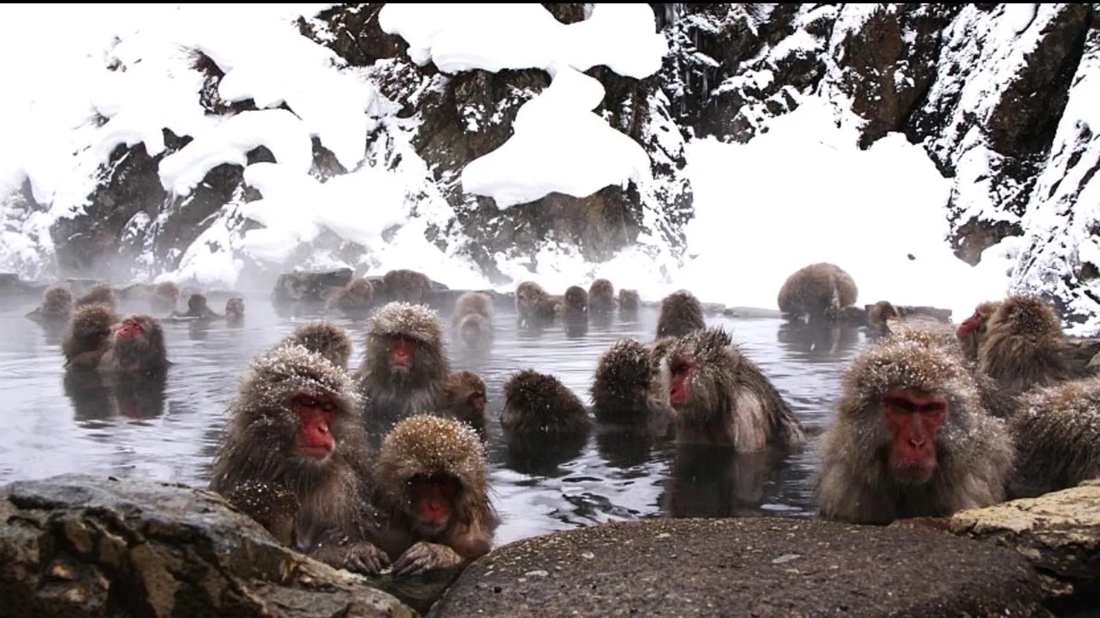 Snow monkeys gathered in the hot spring below the Jigokudani cliffs