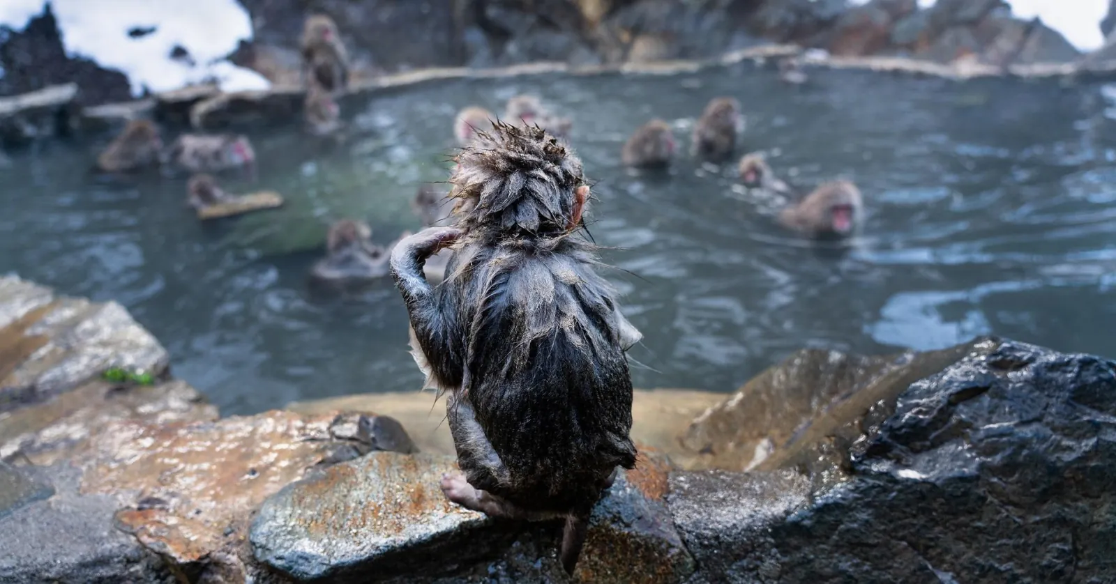 A macaque sitting in the steaming water of the monkey park pool
