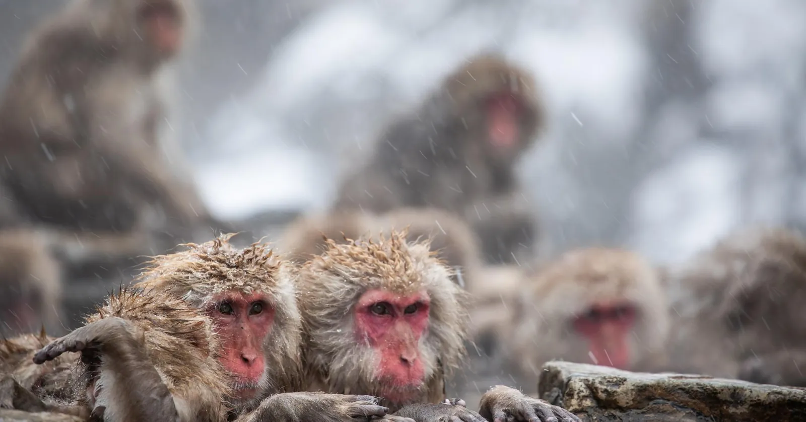 Macaques crowded shoulder to shoulder in the hot spring