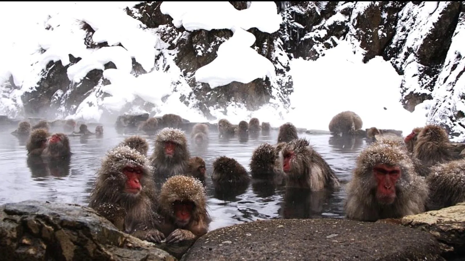Nagano/Tokyo: Snow Monkey Private Day Tour At Lowest Rate