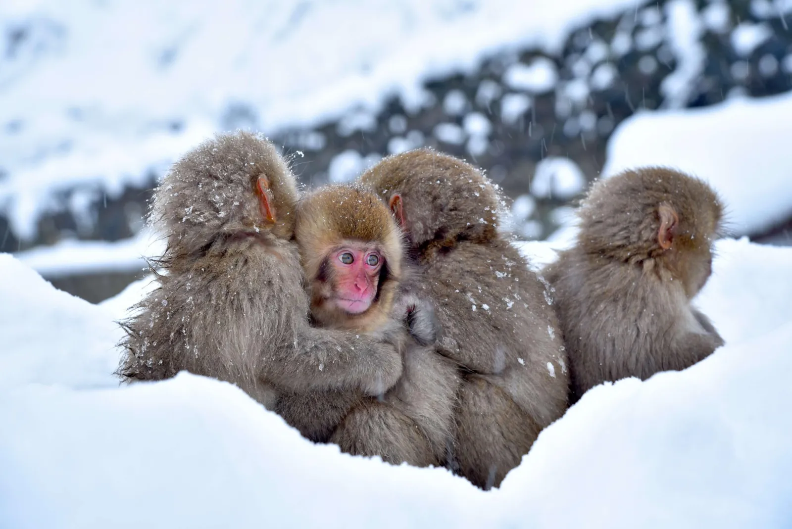 Three macaques huddled together in falling snow