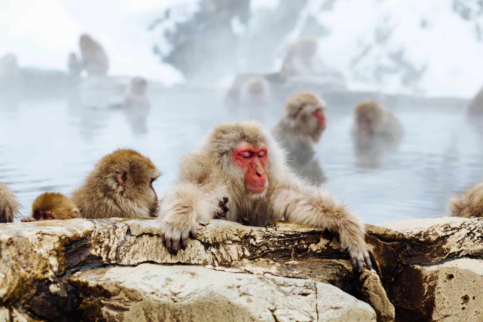A macaque at the edge of the steaming pool, snow on the rocks